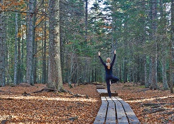 Joga in the woods