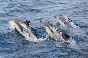 Common Dolphins swimming in ocean