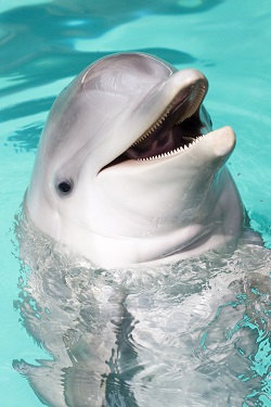 bottlenose dolphin